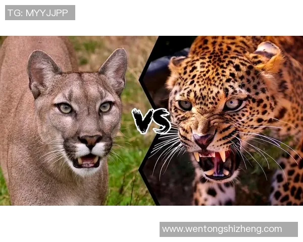 塞拉亚与美洲狮的激烈对决揭示足球魅力与团队精神的完美结合